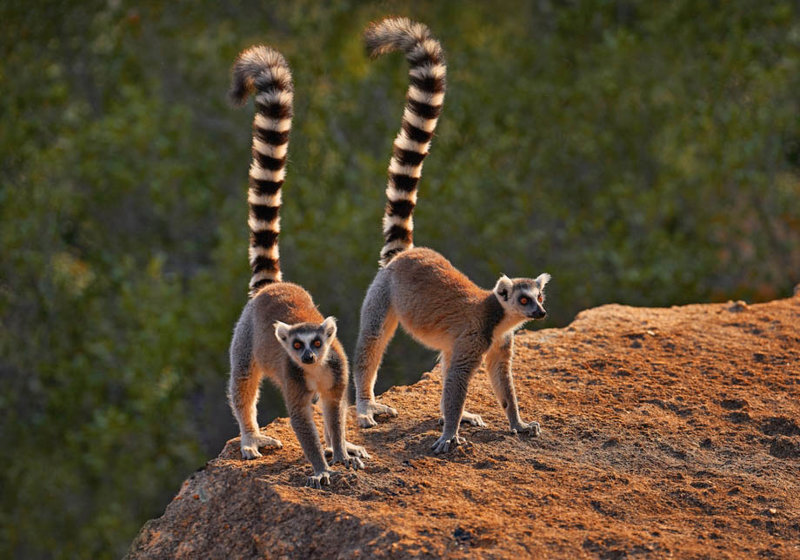 Madagascar,Wildlife.,Monkey,Family,,Young,Cub.,Madagascar,Wildlife,,Ring-tailed,Lemur,